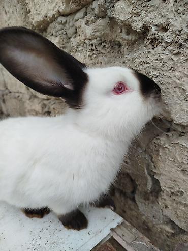 Dovşanlar: Kalfor dovsanlar temiz qan — 14