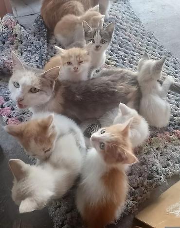 Животные: Котята культурные и воспитанные отдам добрым людям в хорошие руки — 5