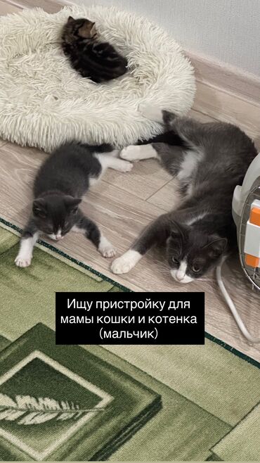 британская короткошерстная кошка золотая шиншилла: Эркек, Лотокко барууга үйрөтүлгөн, Курттардан тазаланган