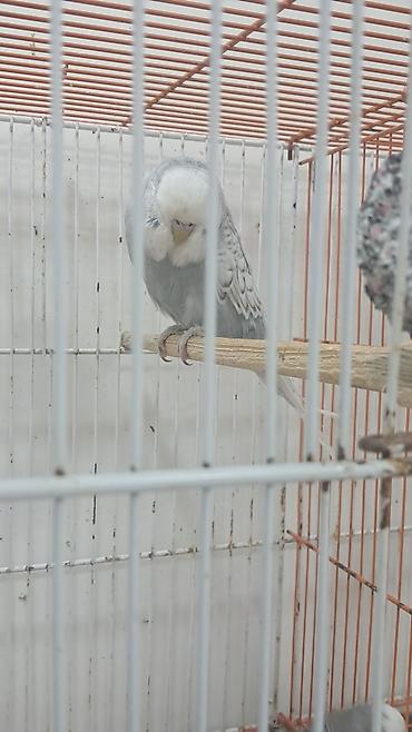 cex quşlar: 3 ədəd erkək jumbo,12 ədəd jumbo çex qarışıq — 4