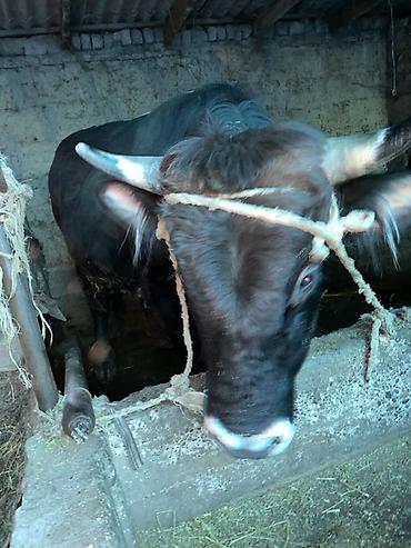Коровы, быки: Продаю | Бык (самец) — 8