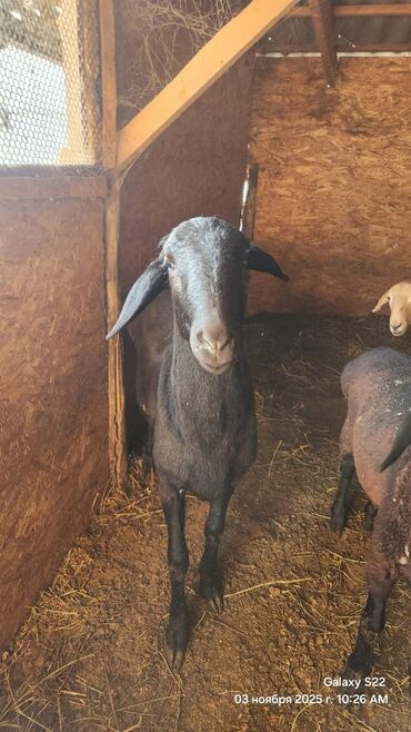 домик для кроликов: Продаю | Овца (самка) | Для разведения | Племенные