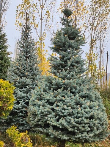 Декоративные деревья: Продаются хвойные и лиственные деревья🌲🌳 - Голубая ель от 0,8-5м - at lalafo.kg — 4 Декоративные деревья: Продаются хвойные и лиственные деревья🌲🌳 - Голубая ель от 0,8-5м - — 4