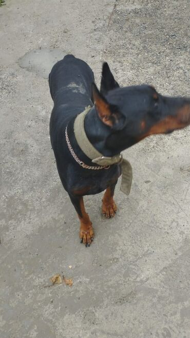 labrador it: Doberman