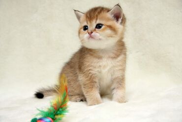 Pişiklər: Britaniya və Scottish və digər növlərin bala pişikləri var. Qiymətləri — 17