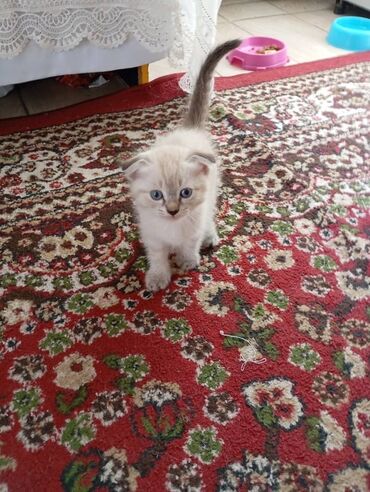 продам домик для кошки: Очаровательный котенок породы шотландская вислоухая, обладающий