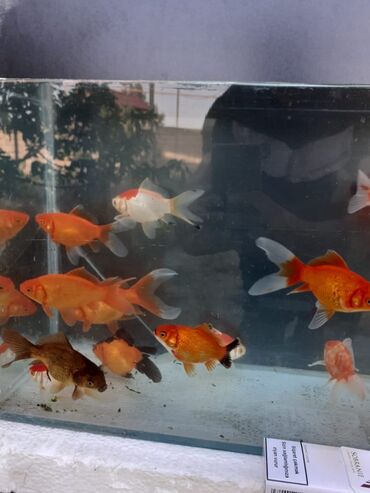 akvarium xırda balığı: Iki quyruq Arandalar satilir. Her olcude olcusune gore qiymet deyisir