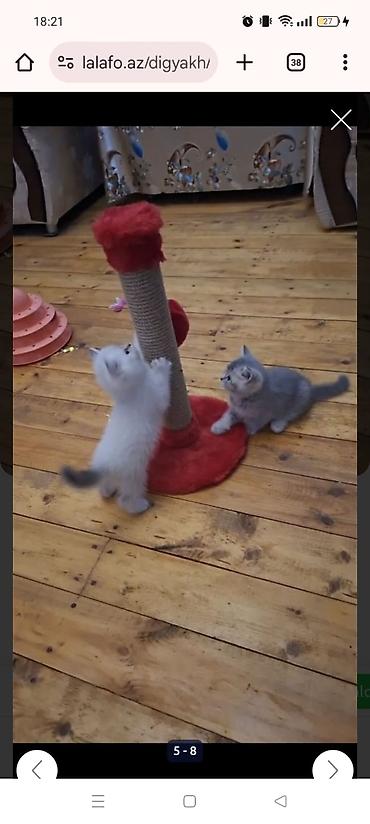 Pişiklər: Britan — 2