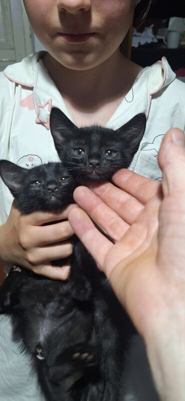 возьму кота: Породасыз, 2 айлык, Эркек, Кара, Аргын