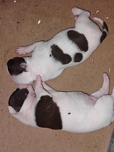 İtlər: Pitbul, 1 ay, Dişi, Ödənişli çatdırılma -da lalafo.az — 9 İtlər: Pitbul, 1 ay, Dişi, Ödənişli çatdırılma — 9