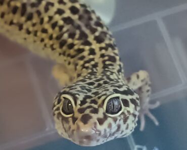 lalafo heyvanlar: Leopard gecko eublefar
Erkek 300 manat
Disi 150 manat