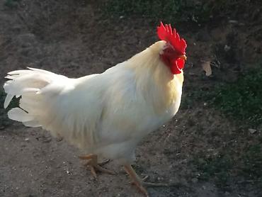 ağ baliq: Tam sağlam damazlığ ağ xoruz ünvan Binə qəsəbəsində vatsap var — 1