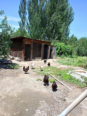 ош области: Продаю большой дом из 6комнат с условиями есть 2комнт времянка во — 5