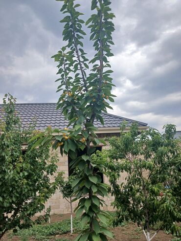 Bağ evlərinin satışı: Gəncə, 610 kv. m, 6 otaqlı, Hovuzsuz, Kanalizasiya -da lalafo.az — 33 Bağ evlərinin satışı: Gəncə, 610 kv. m, 6 otaqlı, Hovuzsuz, Kanalizasiya — 33