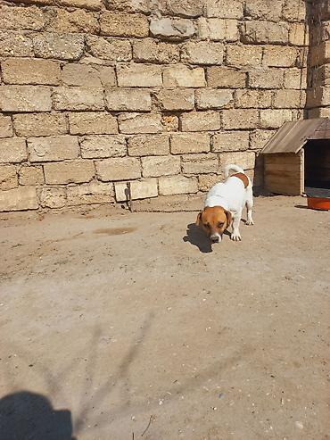 İtlər: Cek rassel teryer, 2 il, Dişi -da lalafo.az — 19 İtlər: Cek rassel teryer, 2 il, Dişi — 19