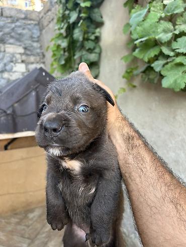 cane corso yavru: Kane-Korso — 4
