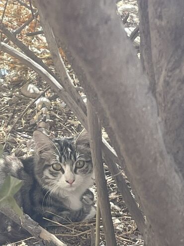 Отдам даром кошку: Кошка даром: Беспородная, 3 месяца, Мальчик, Метис, Проглистована — 6