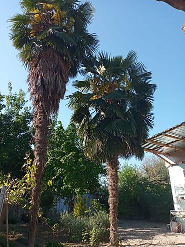 palmalar: Dekorativ palma ağacları – Trachycarpus fortunei (yelpik yarpaqlı — 1