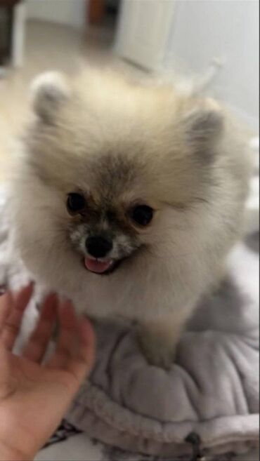 аксессуары для больших собак: Отдам в добрые руки щенка шпица — нашего малыша Капо. С тяжёлым