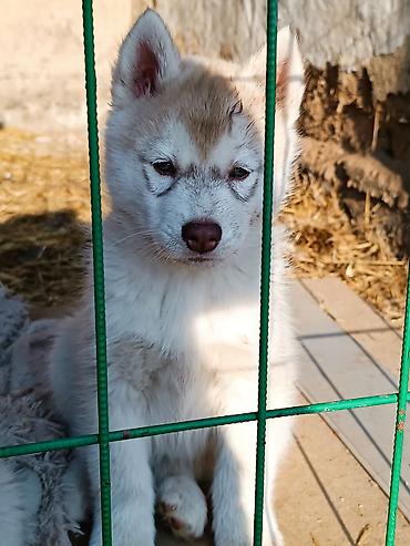 Продажа собак: Племенные щенки хаски с родословной — Kyrgyz Kennel Club. Дата — 12