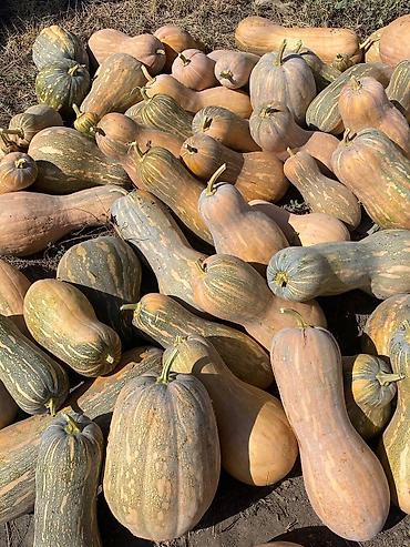 амур кг: 🎃 ПРОДАЮ ПИЩЕВУЮ ТЫКВУ Есть в наличии примерно 5–6 тонн пищевой — 3