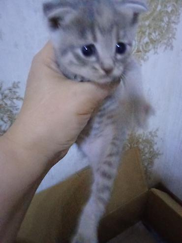 Pişiklər: Erkək, Dişi — 13