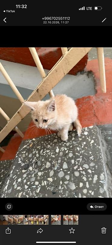 рыжая: КОТЕНОК ОТДАЕМ ДАРОМ В ХОРОШИЕ РУКИ он живет в подъезде пока что — 3