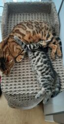 дом для кош: Бенгальская, 2 месяца, Девочка, Черный, Метис, Приучена к лотку