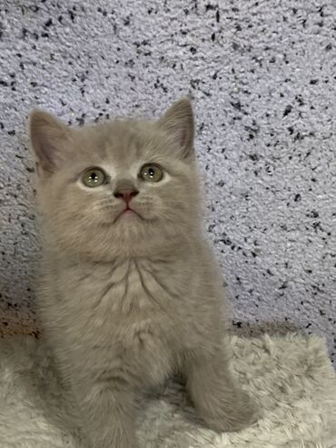 Продажа кошек: Скотиш Страйт (Шотландская прямоухая), 2 месяца, Девочка, Лиловый, Приучена к лотку, Проглистована