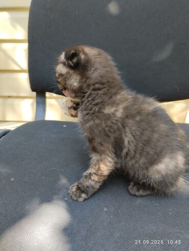 голая кошка сфинкс цена: 3 айлык, Ургаачы, Лотокко барууга үйрөтүлгөн