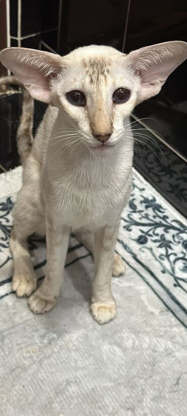 Продажа кошек: Ориентальная, 2 года, Девочка, Белый, Кастрирована, Приучена к лотку, Проглистована — 10