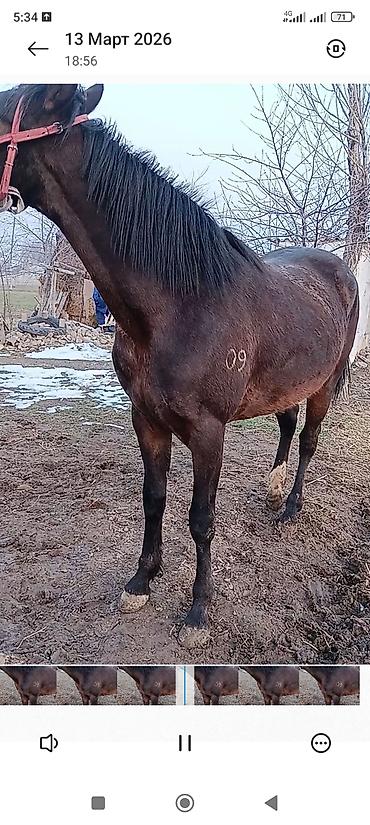 Лошади, кони: Продаю | Жеребец | Рабочий — 3