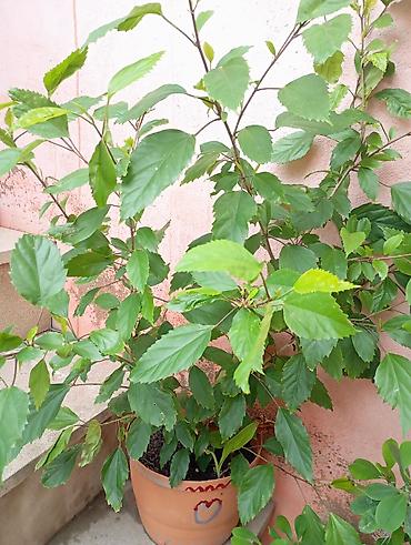 yasil: Kitayiski Roza Qapalı və ya açıq məkan üçün dekorativ hibiskus (Çin — 4