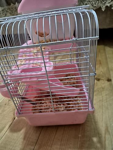 xoruz satlir: Hamster Satilir qefes qarisig 25azn — 3