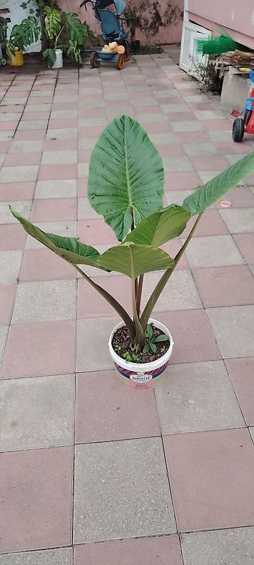 Комнатные растения: Bitki: Fil qulağı (Alocasia/Colocasia tipli tropik dekorativ yarpaq — 1