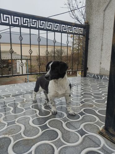 İtlər: Zvonok, 8 ay, Dişi — 2