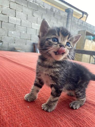 скотский рынок: Скотиш Страйт (Шотландская прямоухая), 2 месяца, Мальчик, Метис — 3