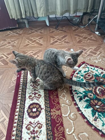 породистая: Котята табби окраса - На фото — несколько короткошерстных котят с