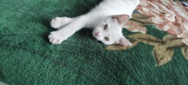 белая ангорская кошка: Ангорская, 2 месяца, Мальчик, Белый, Приучена к лотку