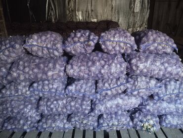 Чеснок: Чеснок Самовывоз — 11