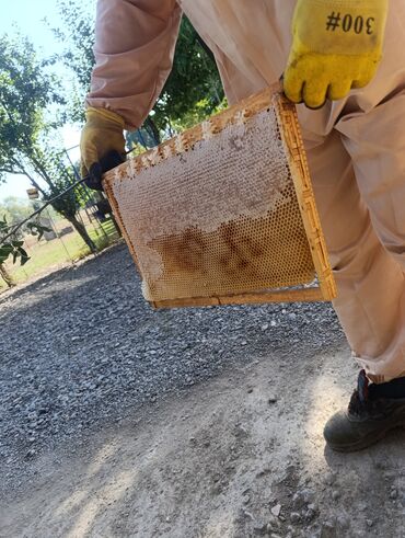Süd məhsulları və yumurtalar: 🍯 Arı balı – təbiətin ən böyük nemətlərindən biridir. Sizə təqdim