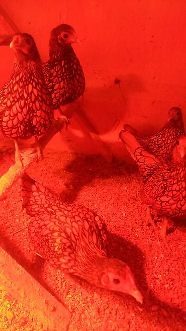 Куры, петухи: Продаю | Куры | Для разведения — 7