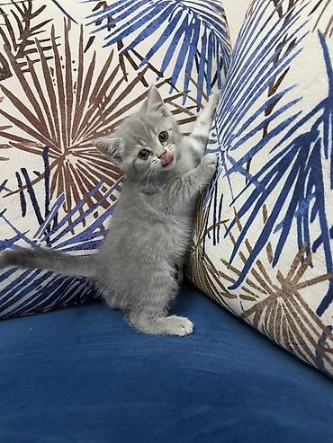 Pişiklər: Fars — 7