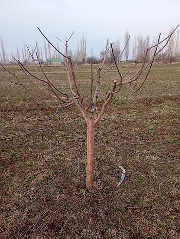 Спил деревьев, заготовка дров: Профессиональная обрезка плодовых деревьев Алма өрүк 🍒 черешня алмурут — 5