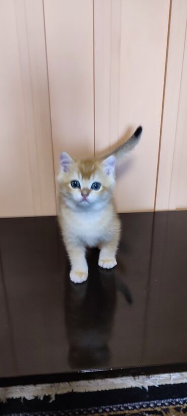 Коты: Котёнок породы британская золотая шиншилла, мальчик д.р 20.02.2024