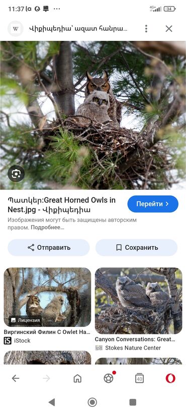 цена голубей: Куплю сову пишите