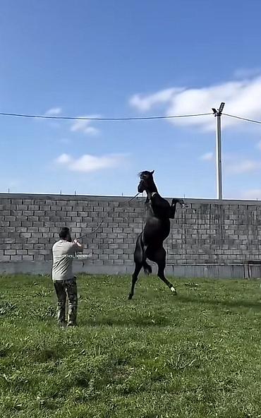 Cins atdır qarabağ atı 2.80 sm boyu Qara Şivə atdır dişidir yanında lalafo.az -da Cins atdır qarabağ atı 2.80 sm boyu Qara Şivə atdır dişidir yanında