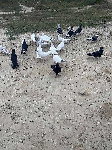 sarı quş: Salam tutulma quslar tek tekde satılır qıymet. Ferqlı olacaq optavoy 4 — 6