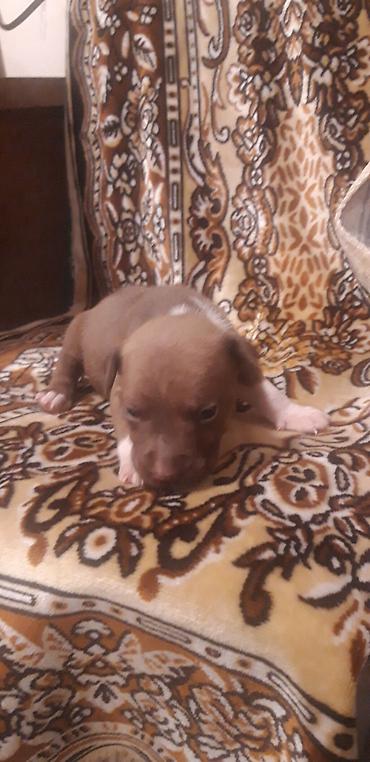 İtlər: Pitbul — 3