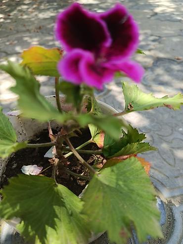 герань купить: Pelargonium (qızılqabaq/geranium) saksı gülləri 4 AZN, geranlar 3 azn — 2